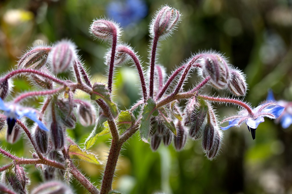 akkerranden akkerrand bloem bloemen flora hdr polder gewas landbouw biodiversiteit landschap cannabis wiet marihuana hasj hennep